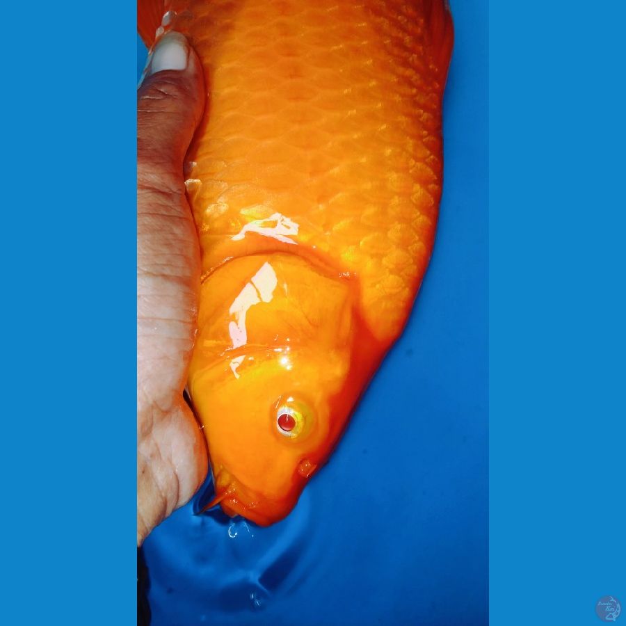 red karasi madina azis mata merah super bullky 43cm male