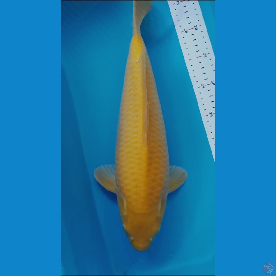 KARASI CORN 43CM MALE