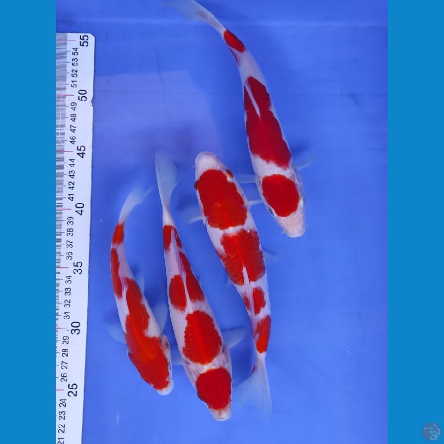 kohaku 18-24cm