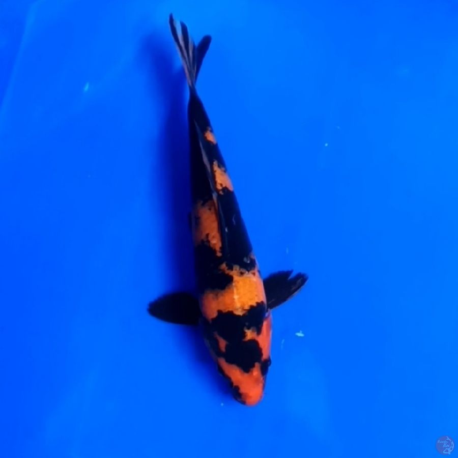 ( 23CM ) UTSURI - MALE