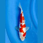 28cm -  Kohaku Full Ginrin Jantan