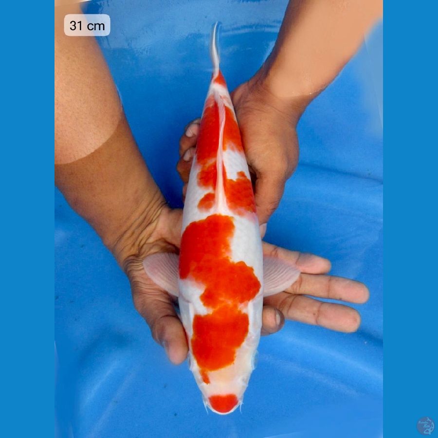 31cm - Kohaku Jantan Ori