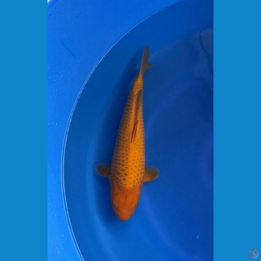 CARAMEL MALE 34CM