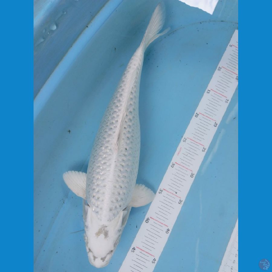 platinum 43cm