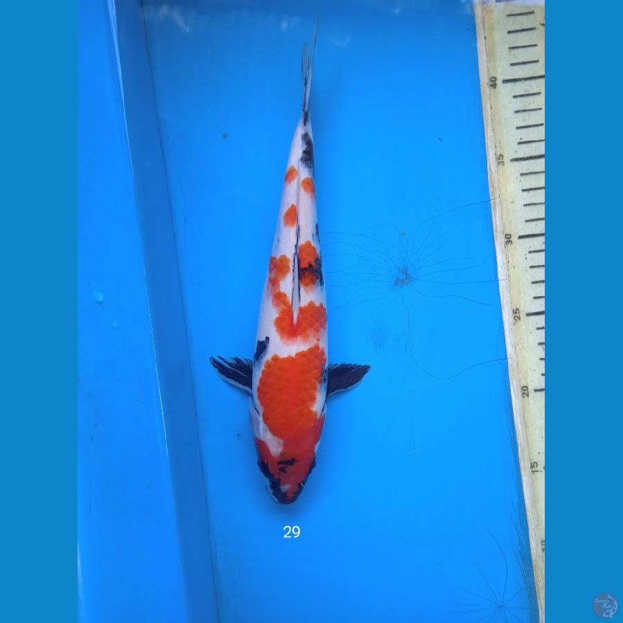 showa 29cm