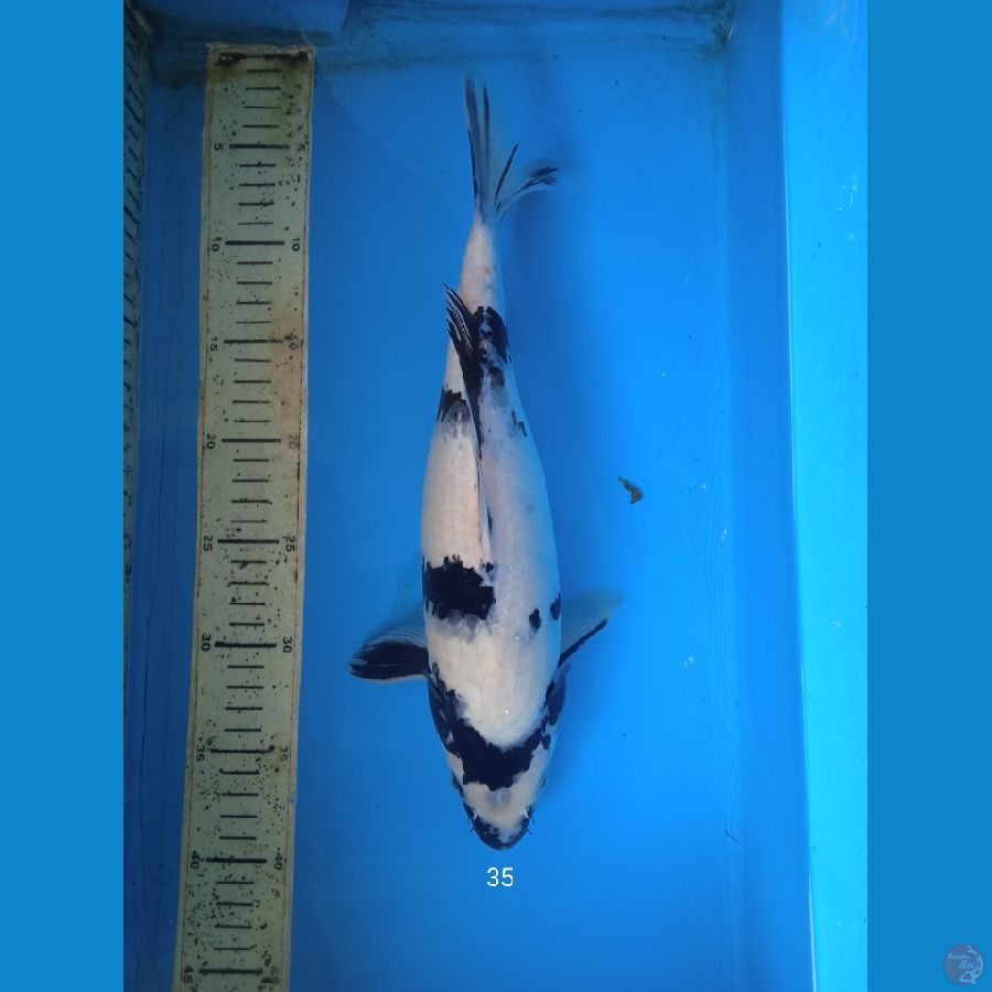 shiro 35cm
