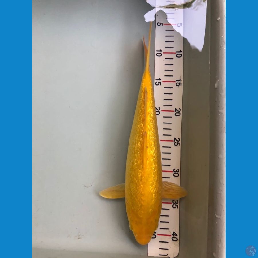 karashi 33cm