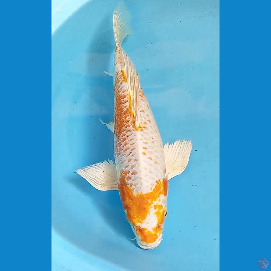 38 cm kumpay hariwake