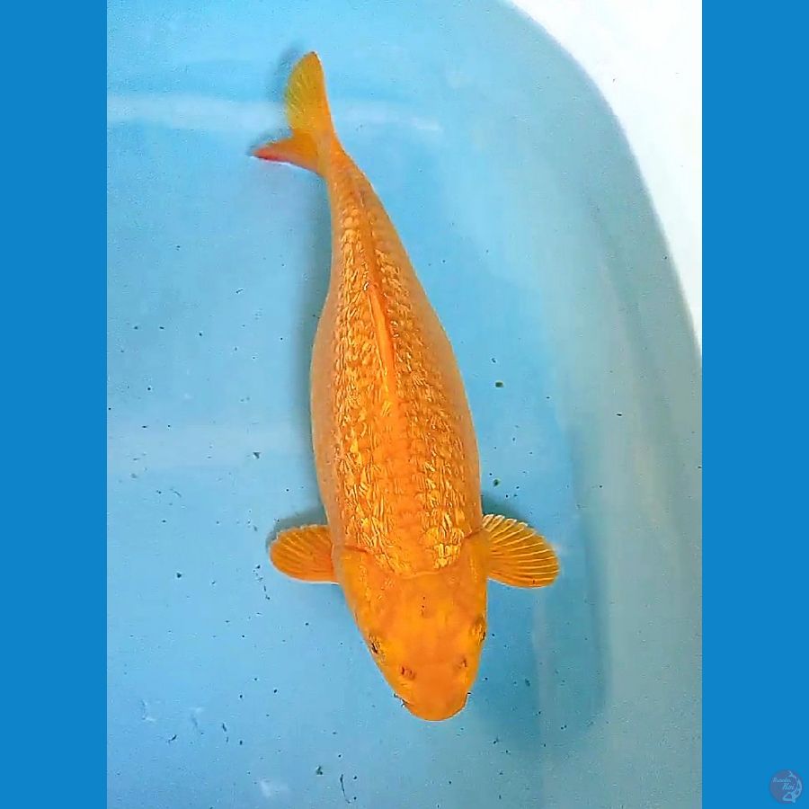 40 cm caramel ginrin gendong telur