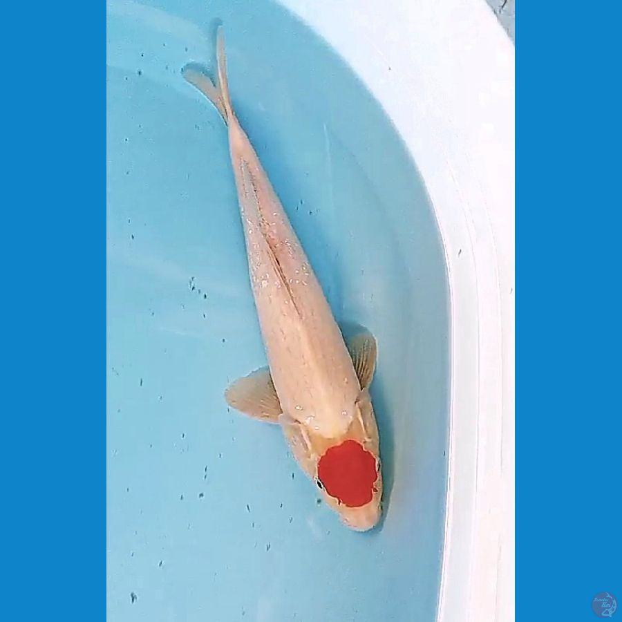 32 cm tanco kohaku ml