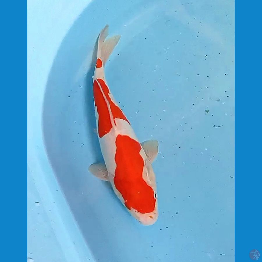 32cm pure doitsu strong