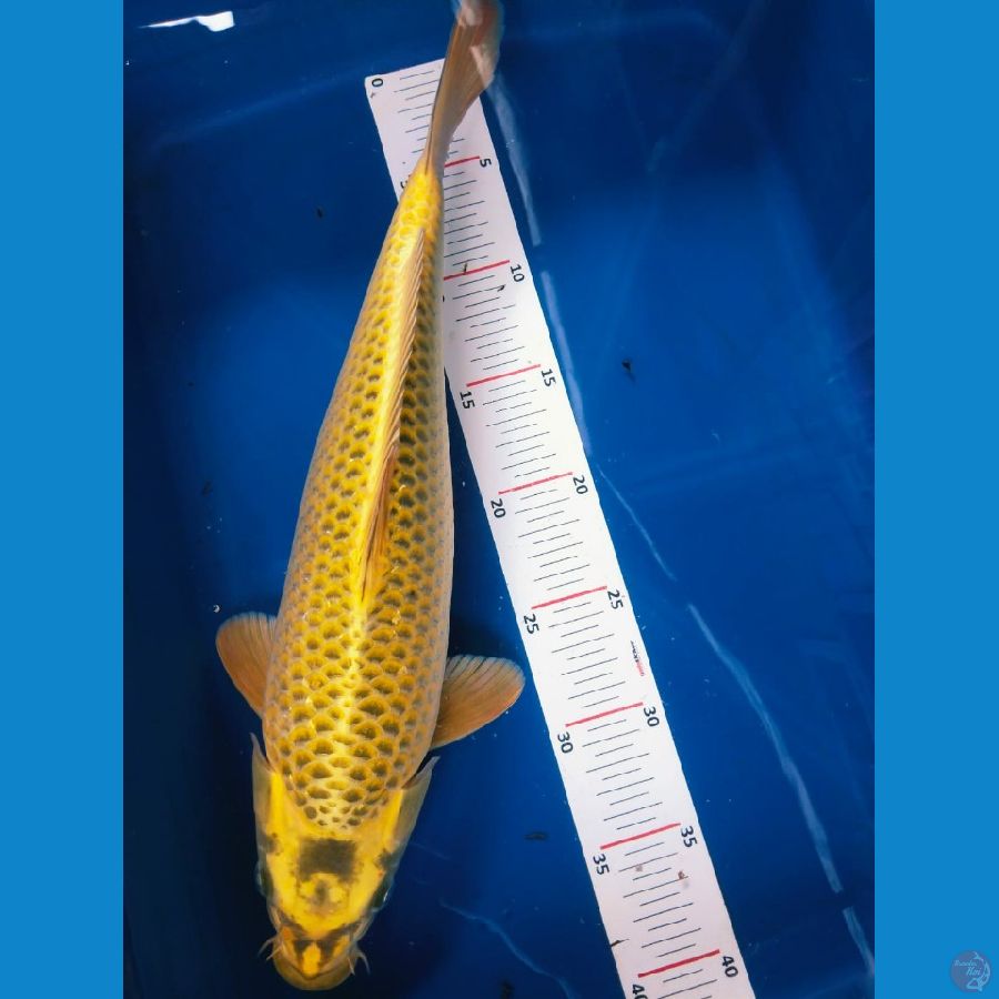 38cm jantan mkasi