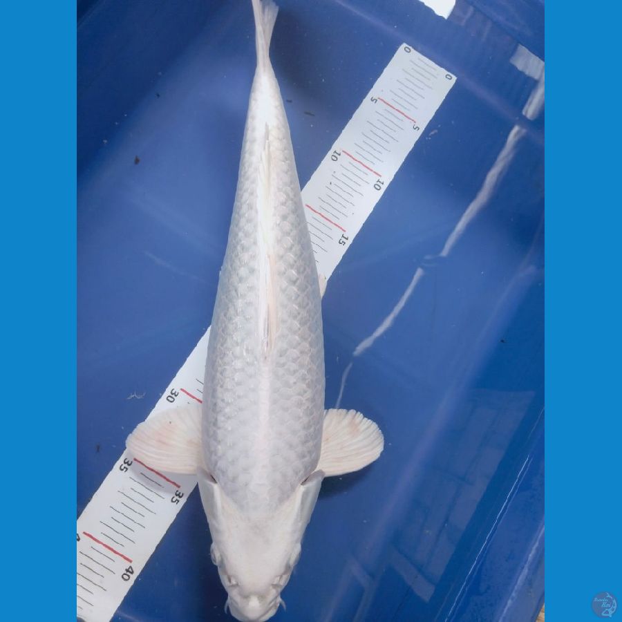 platinum 39cm jantan