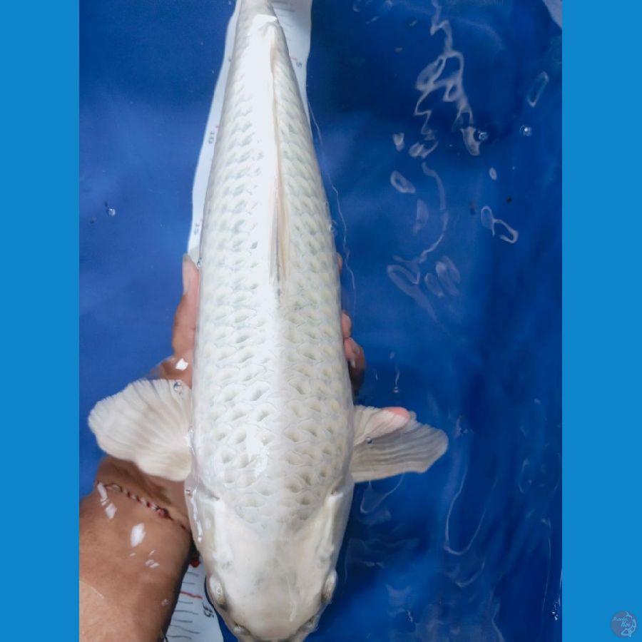 siplatinum 39cm jantan