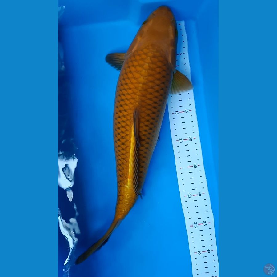 CHAGOI TEMBAGA 44CM BREED KHUSNUL FM