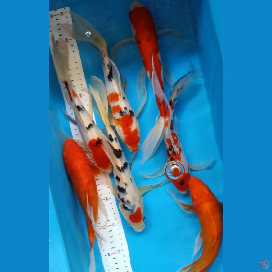 KUMPAY MIX 7EKOR 27-30CM