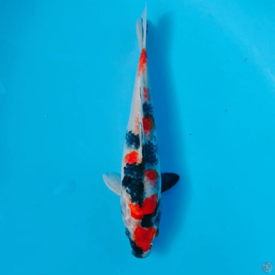 KINDAI SHOWA 26CM FEMALE