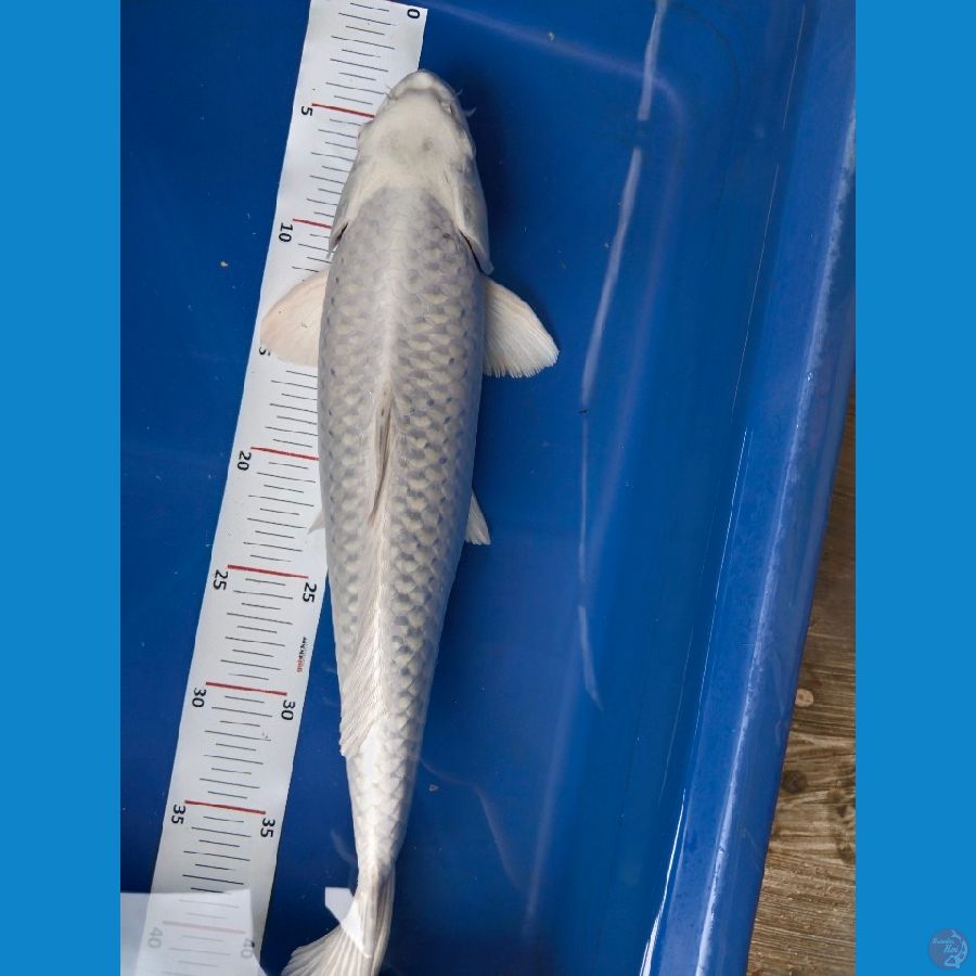 mukasi 37cm jantan