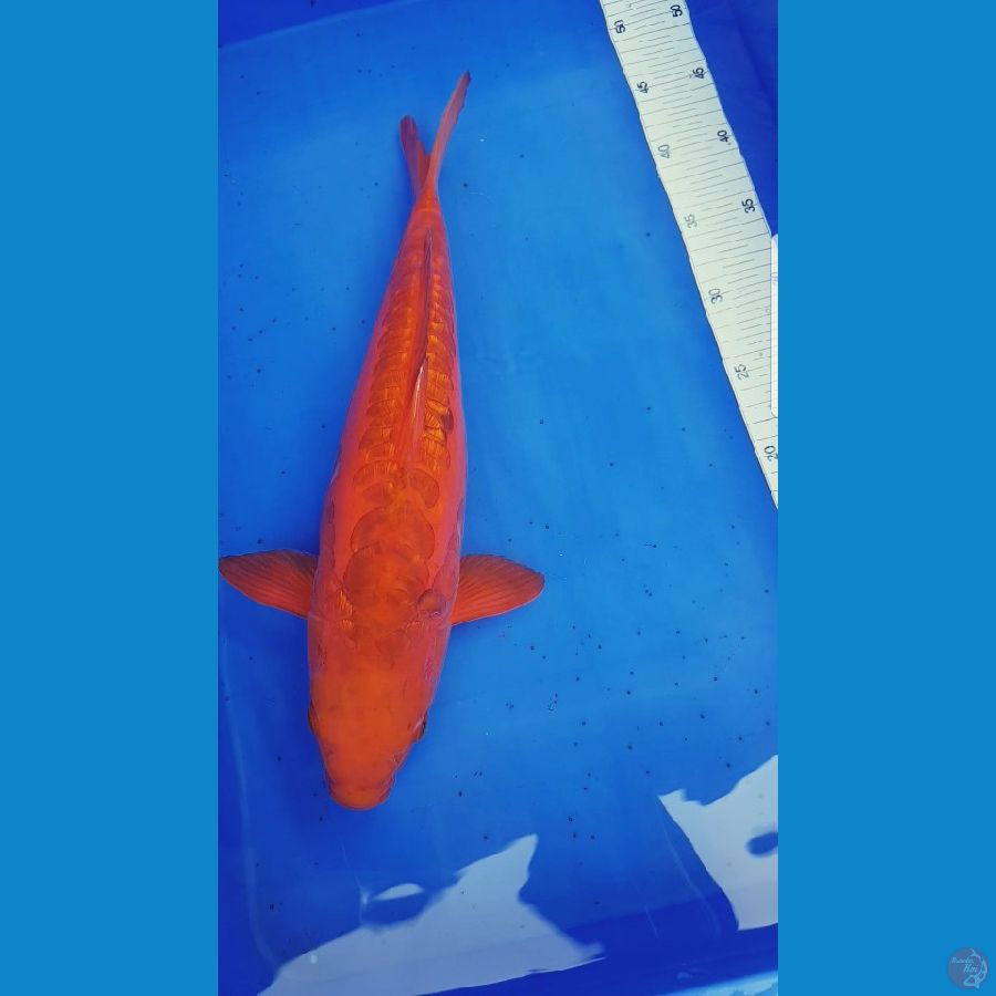 KARAMEL ARAGOKE 40 CM