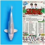 Lelang ikan Gin matsuba SQ