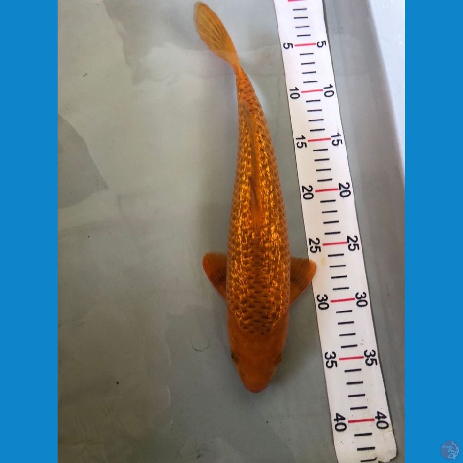 karamel M35cm