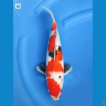 35cm - Red Kindai Showa