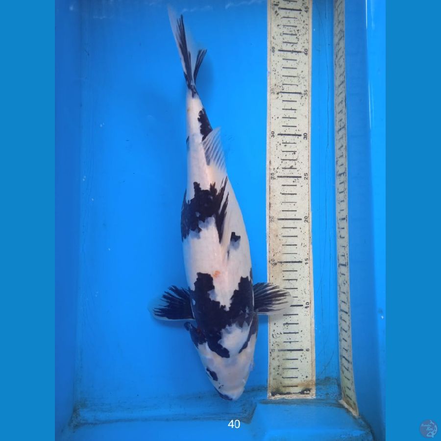 shiro 40cm F