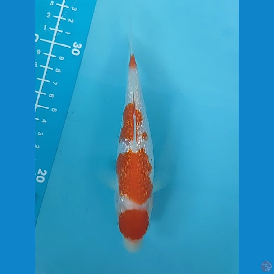 kohaku gr 16 cm