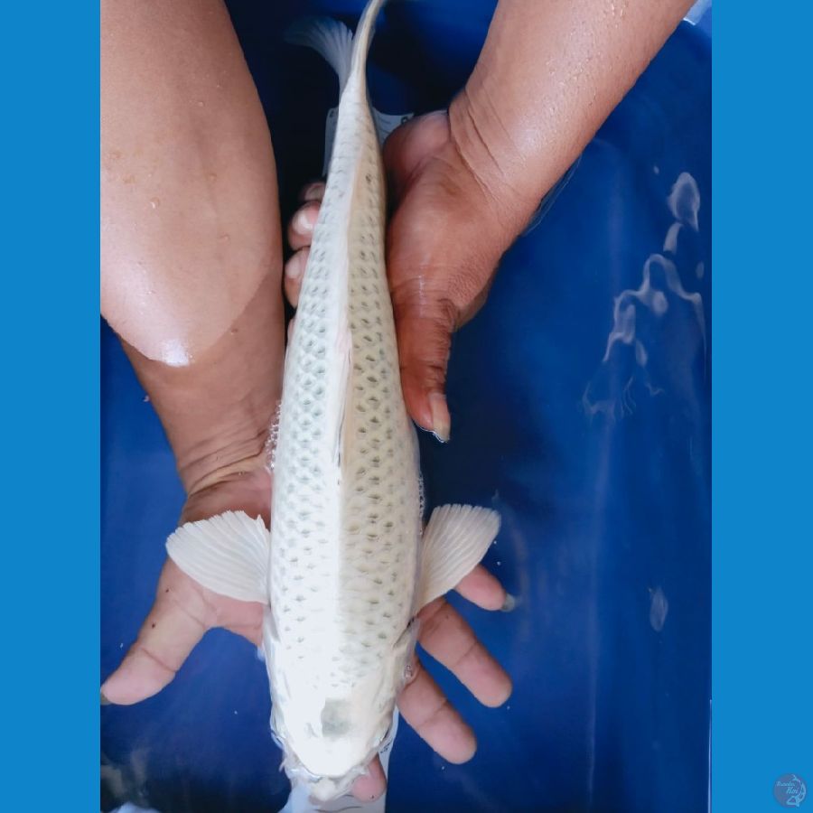 mulasi 39cm