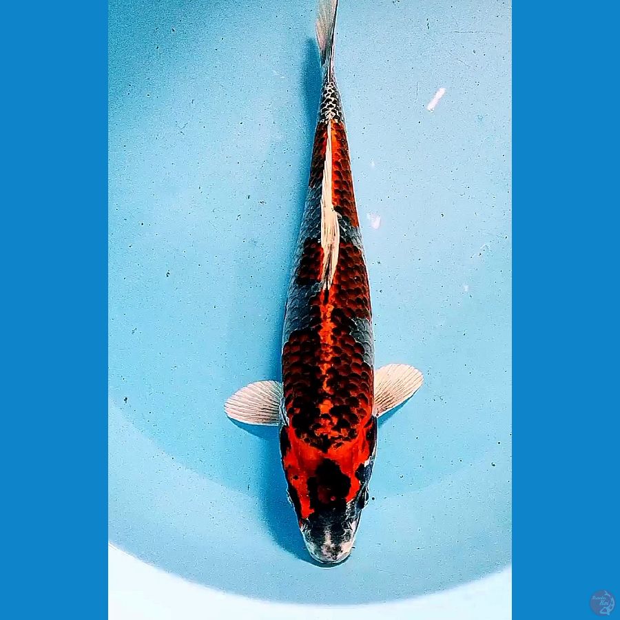35 cm kogane