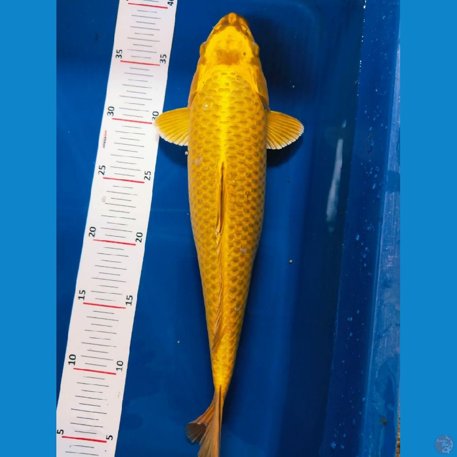 si yelow SQ 32cm