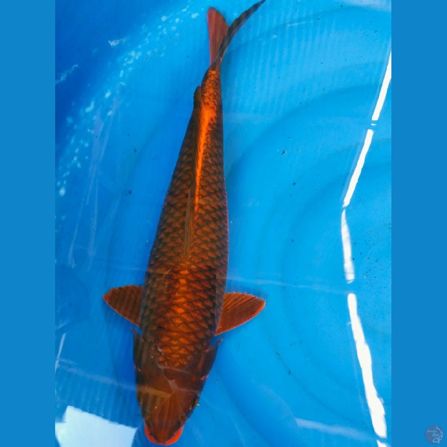 chagoi 47cm