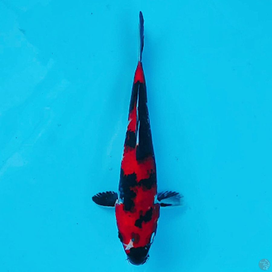 HI SHOWA 21CM FEMALE