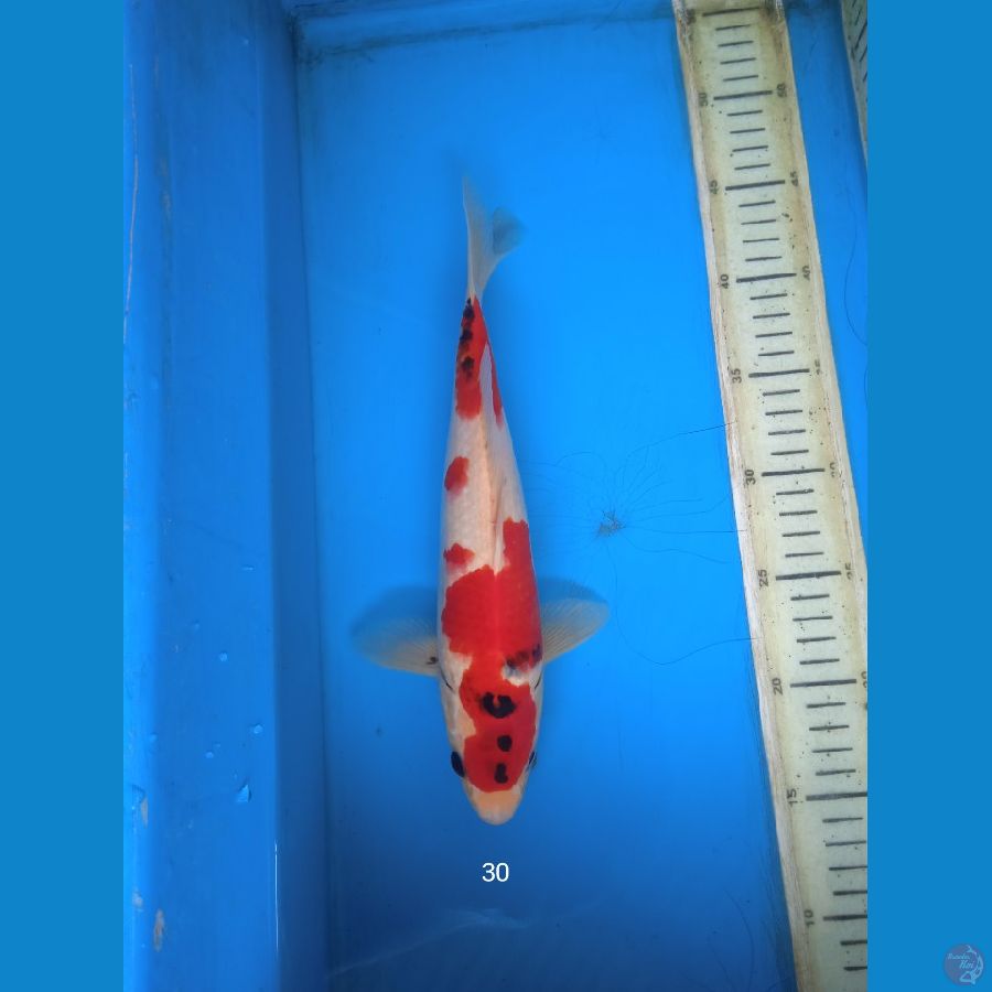 showa 30cm