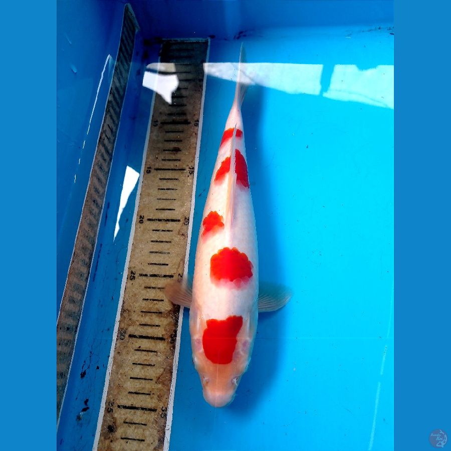 kohaku 30 cm 