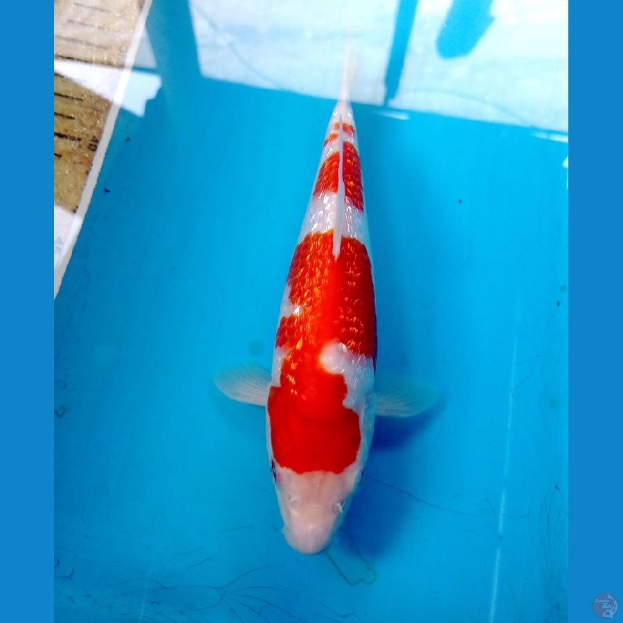 kohaku 22 cm 