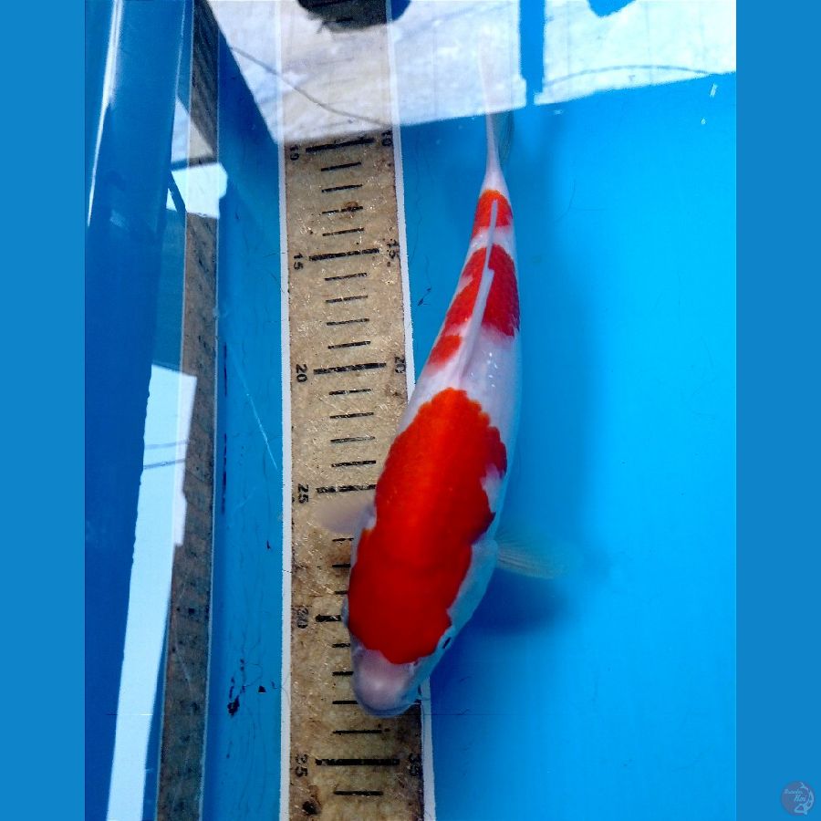 kohaku 24 cm