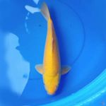 40cm YELLOW KARASI 