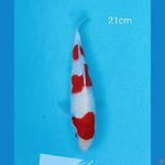 Minion original kohaku SQ 21cm