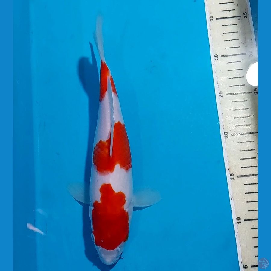 KOHAKU 28 CM