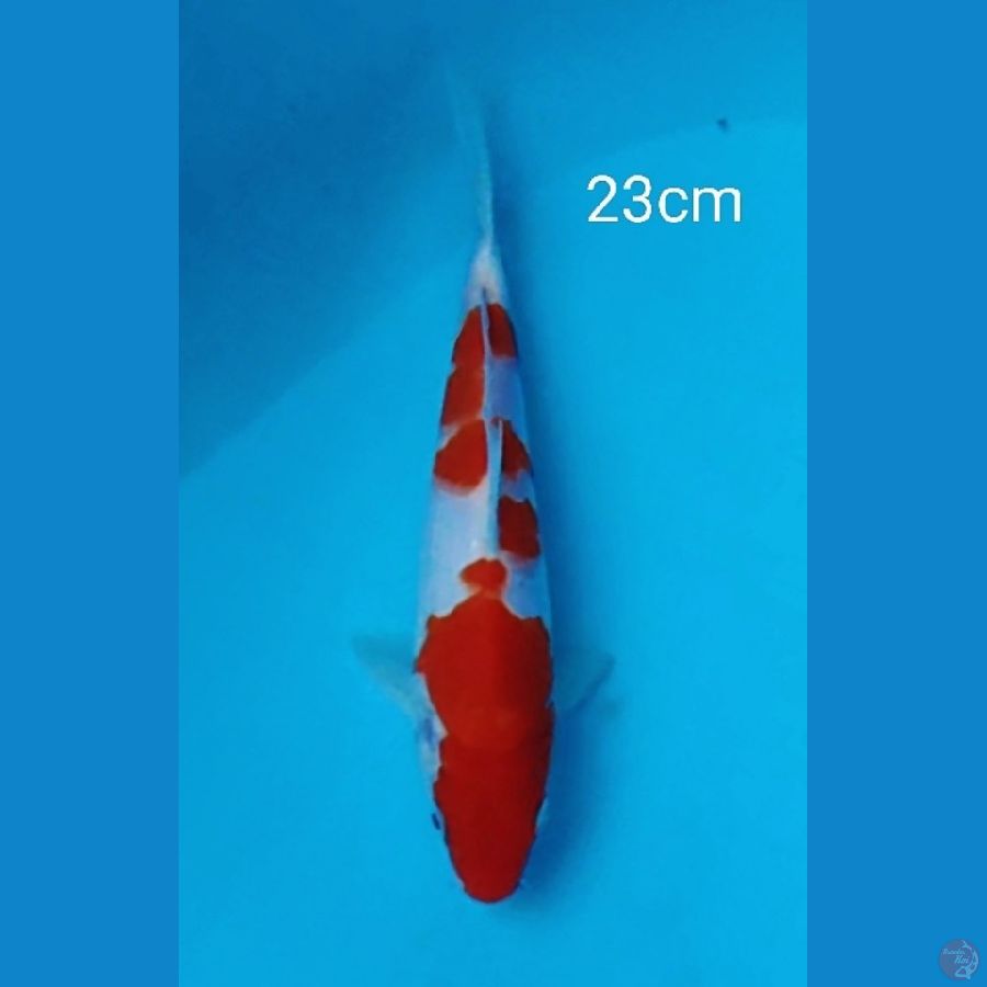 Original kohaku 23cm