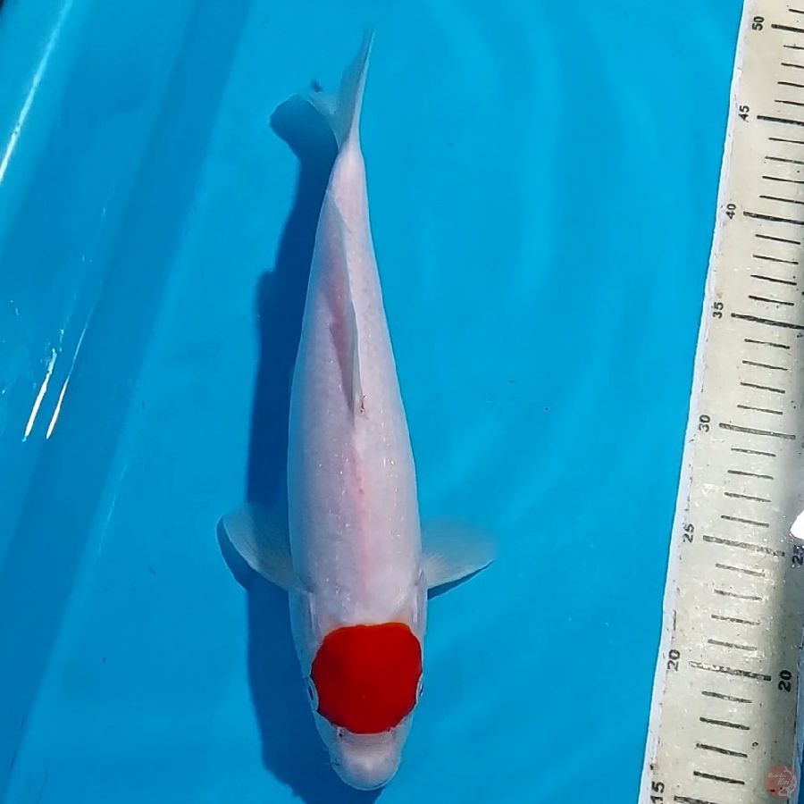 TANCHO KOHAKU 31 CM