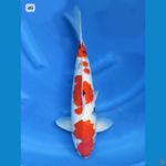 49cm - F1 Male Showa Evo