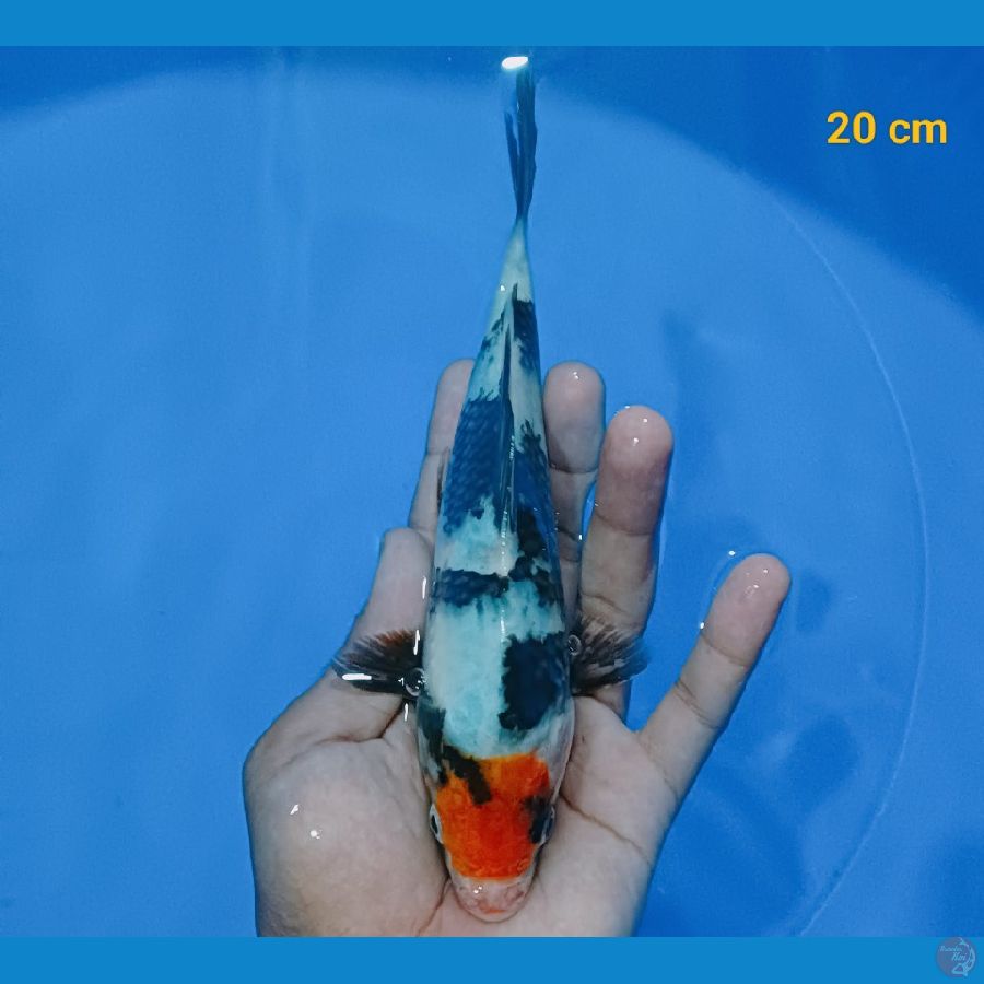 Tancho Showa 23 cm
