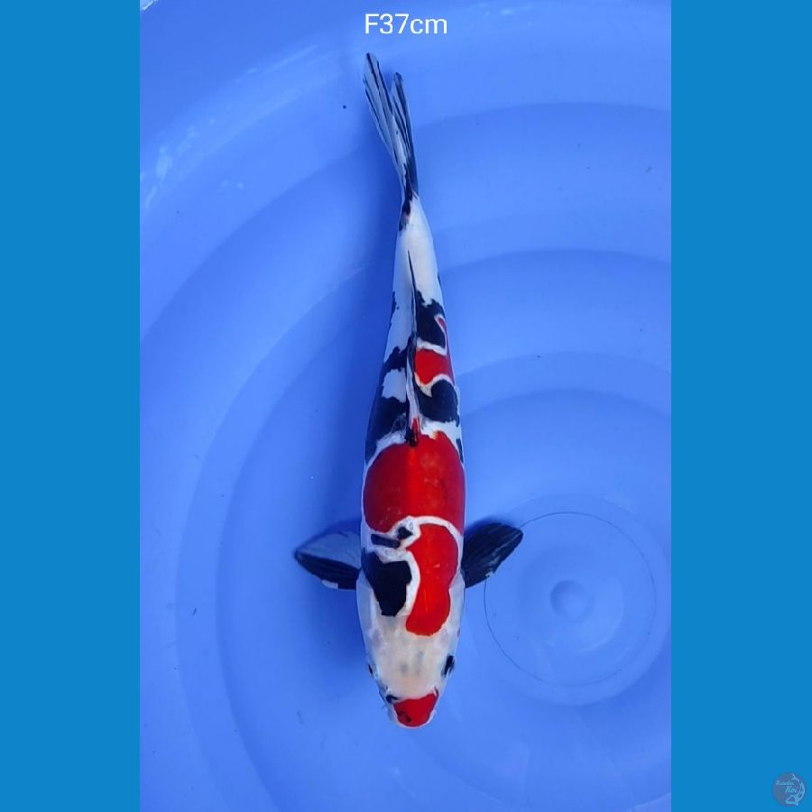showa doitsu murni 37cm female