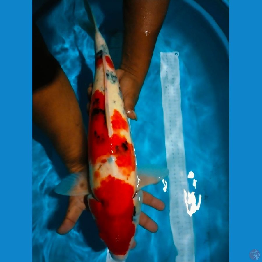 sanky 53cm