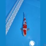 KOHAKU HQ BAKAT JUMBO ~31cm/Male~