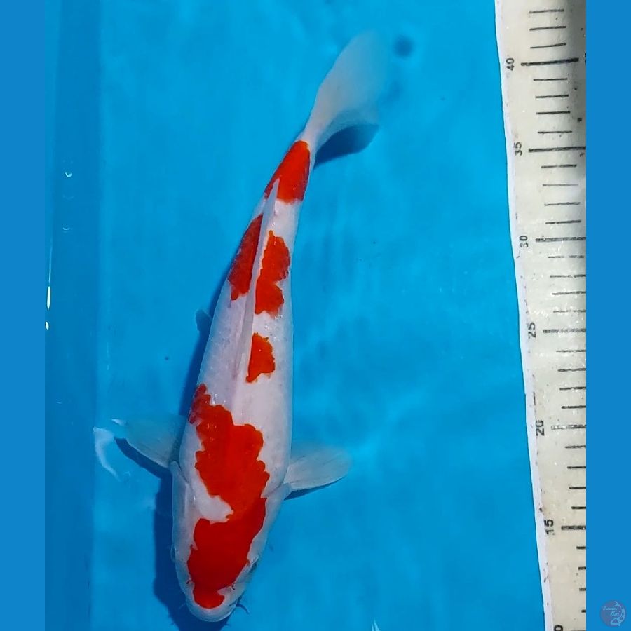 KOHAKU 30 CM