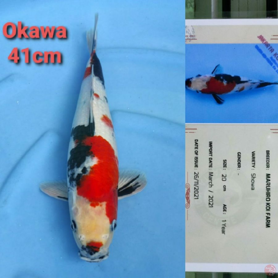 OKAWA SHOWA 41CM SERTI
