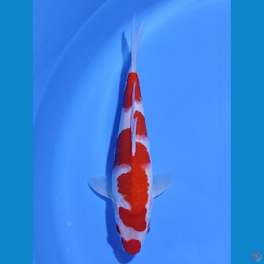 KOHAKU KUCIBENI - 28CM - MALE